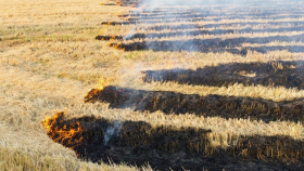Правительство запретит россиянам сжигать рисовую солому